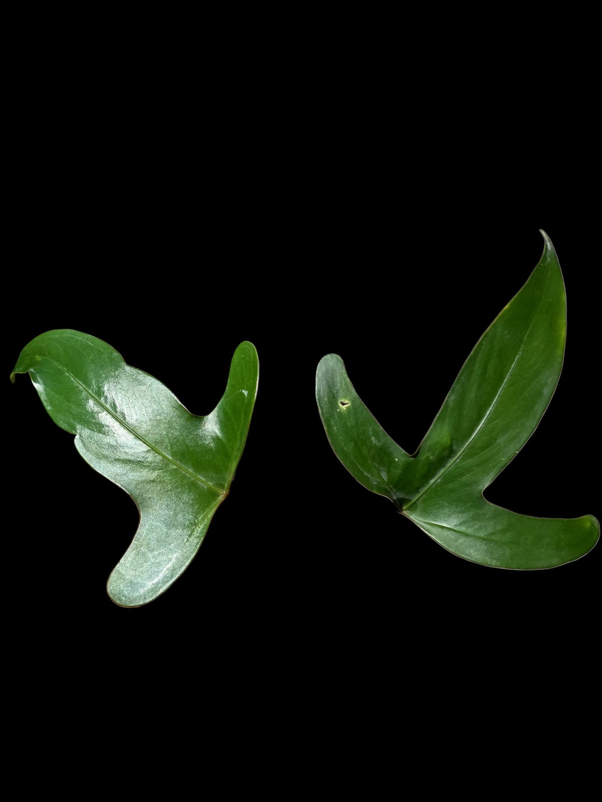 Anthurium sp. 'Tridentatum' (EXACT PLANT)
