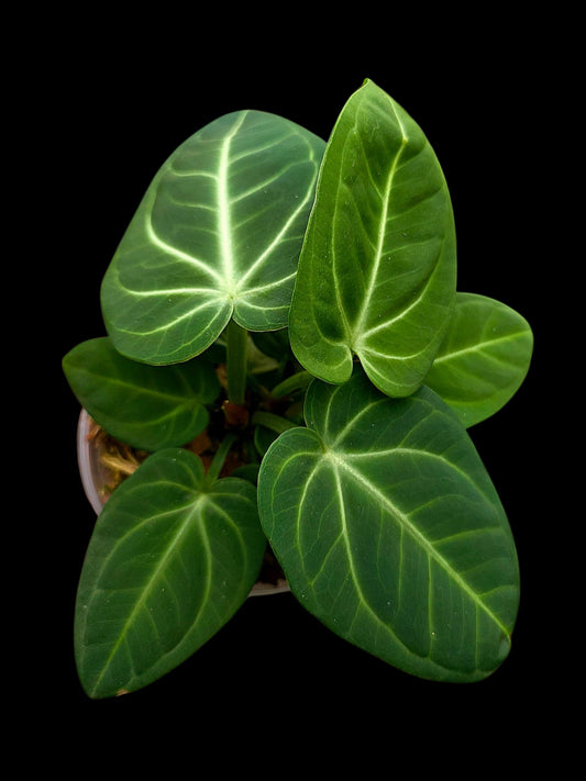 Anthurium Villenaorum with 9 Leaves (EXACT PLANT)