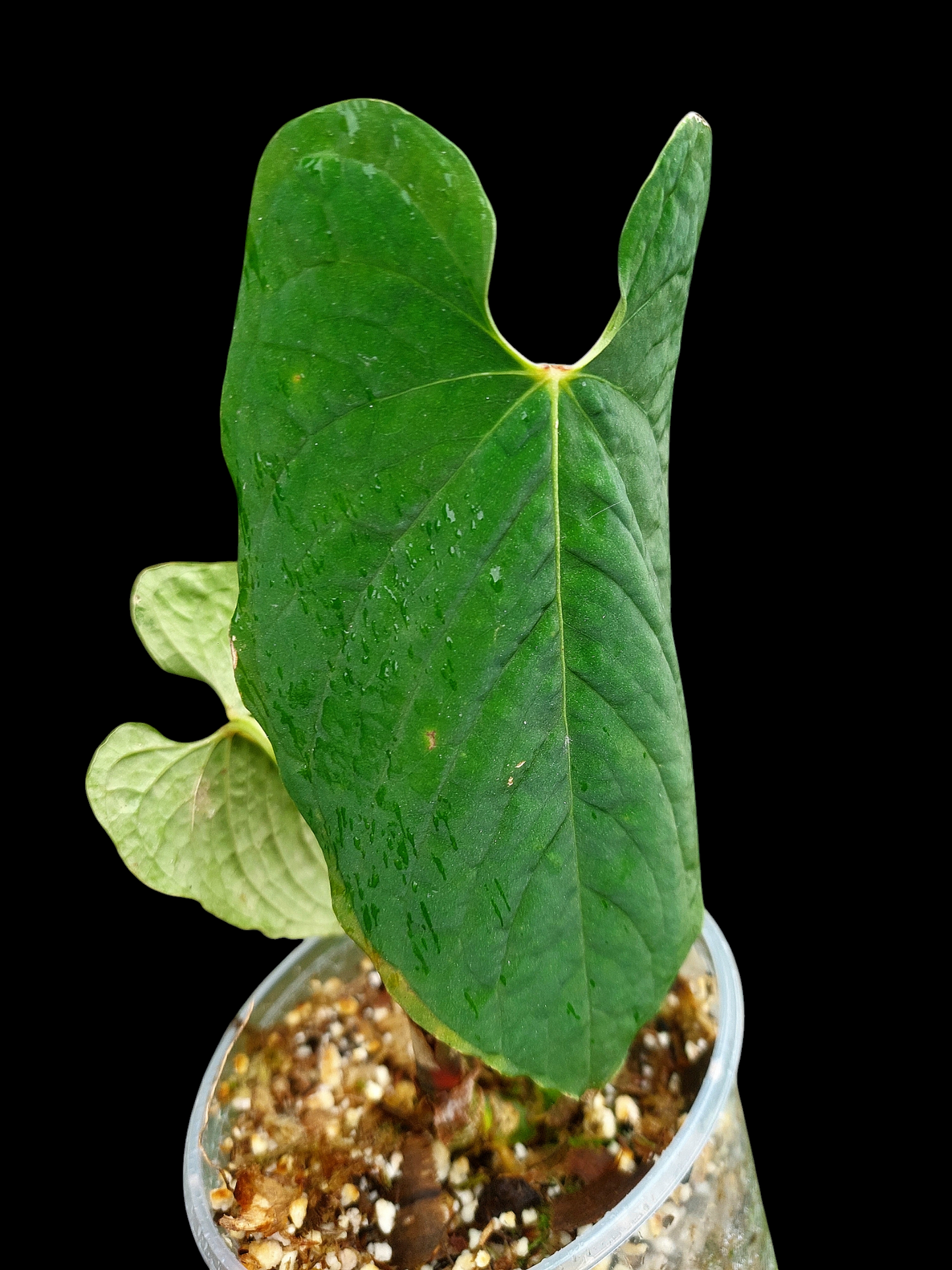 Anthurium Sp.'Purple' Velvet with 2 Leaves (EXACT PLANT)