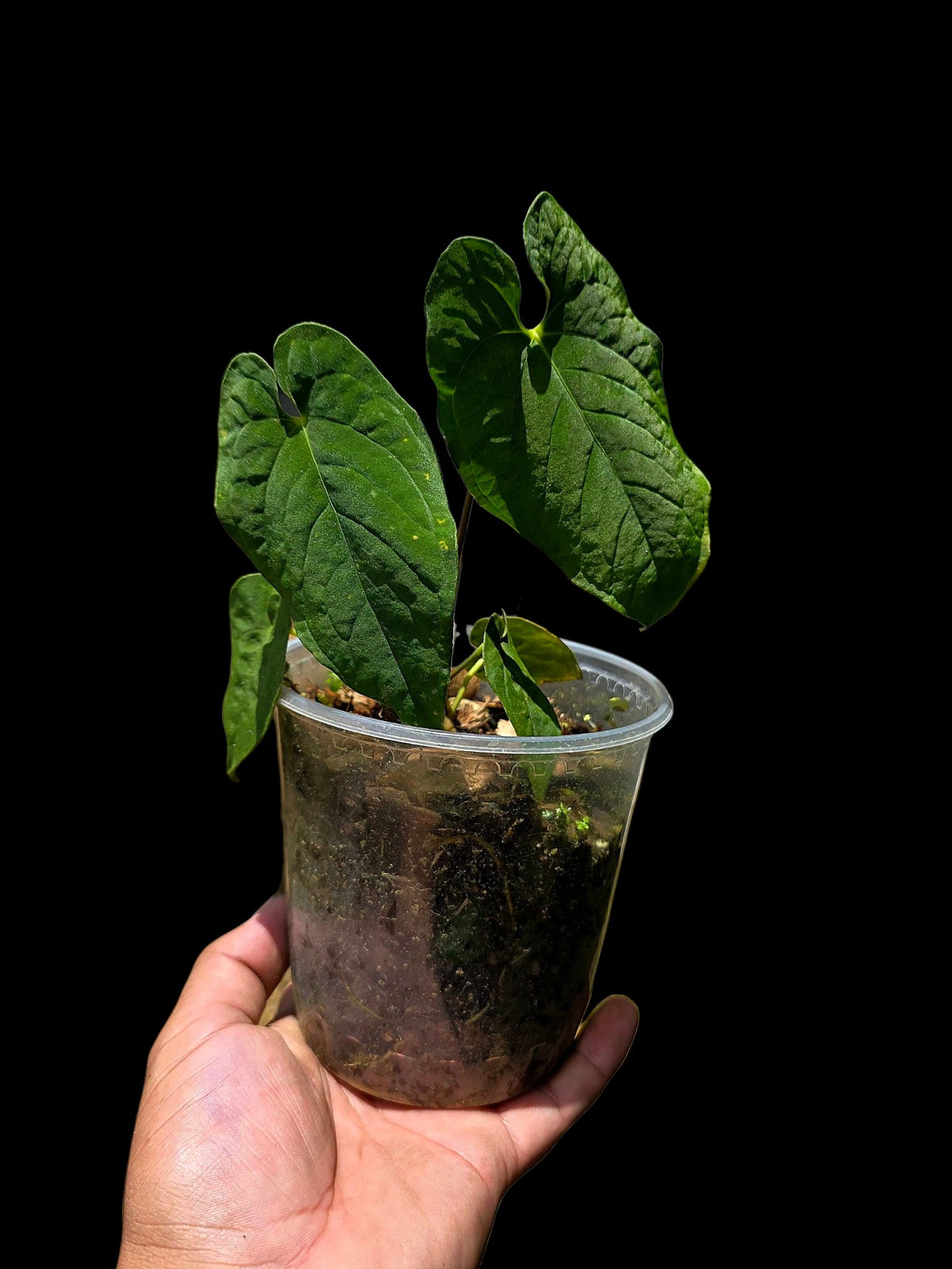 Anthurium sp. 'Purple Velvet' Bullate Leaves (EXACT PLANT)