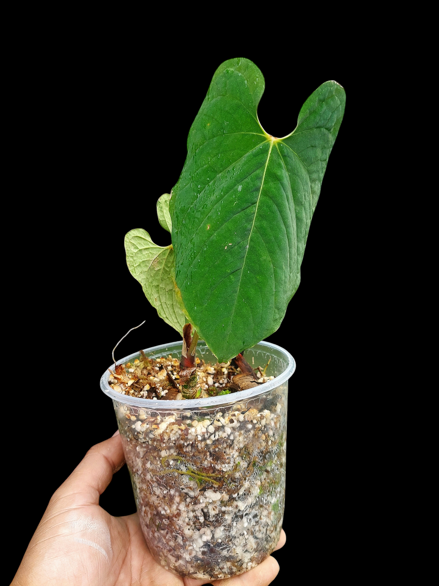 Anthurium Sp.'Purple' Velvet with 2 Leaves (EXACT PLANT)
