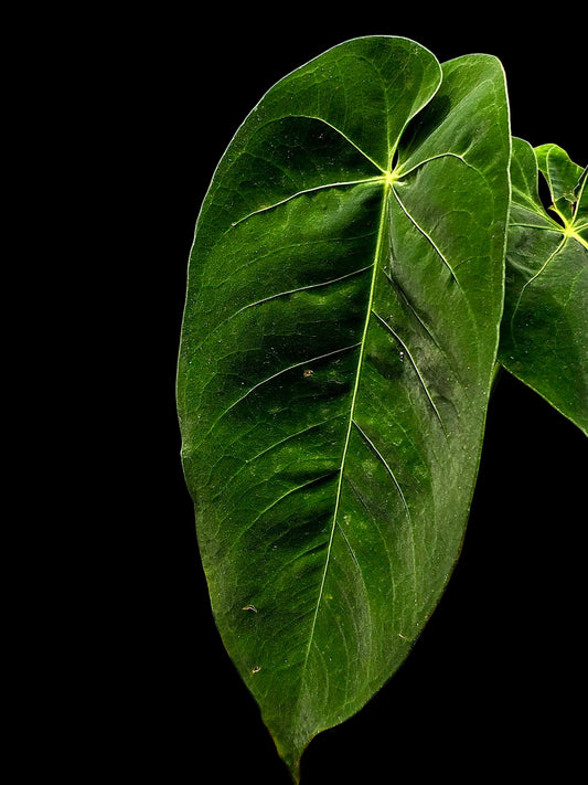 Anthurium Queremalense (EXACT PLANT)