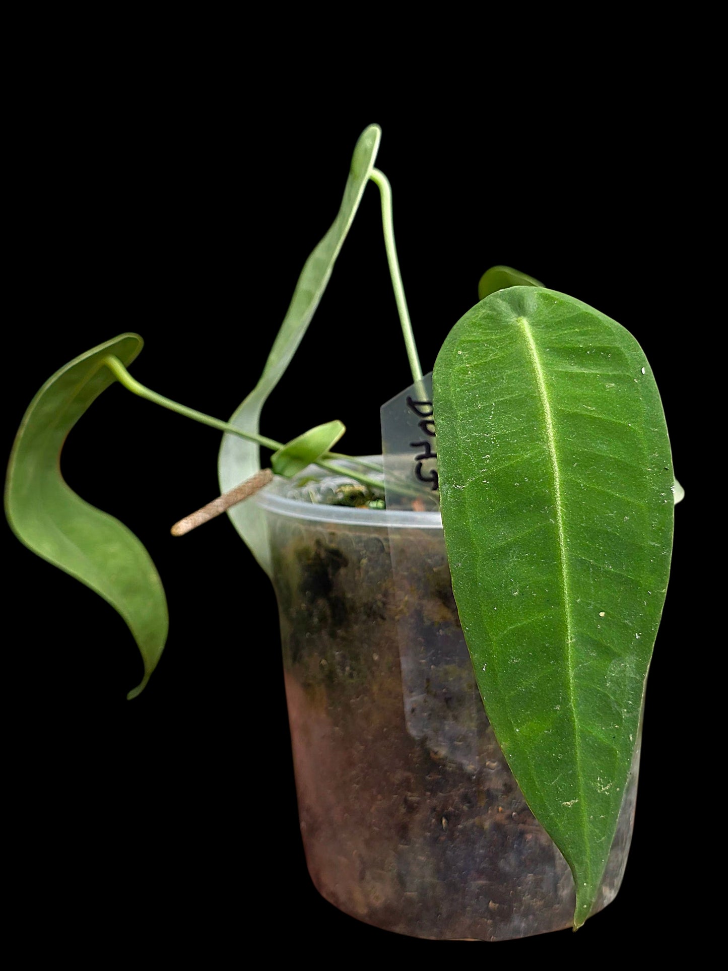 Anthurium sp. 'Little Ghost' Wild Ecotype with (EXACT PLANT)