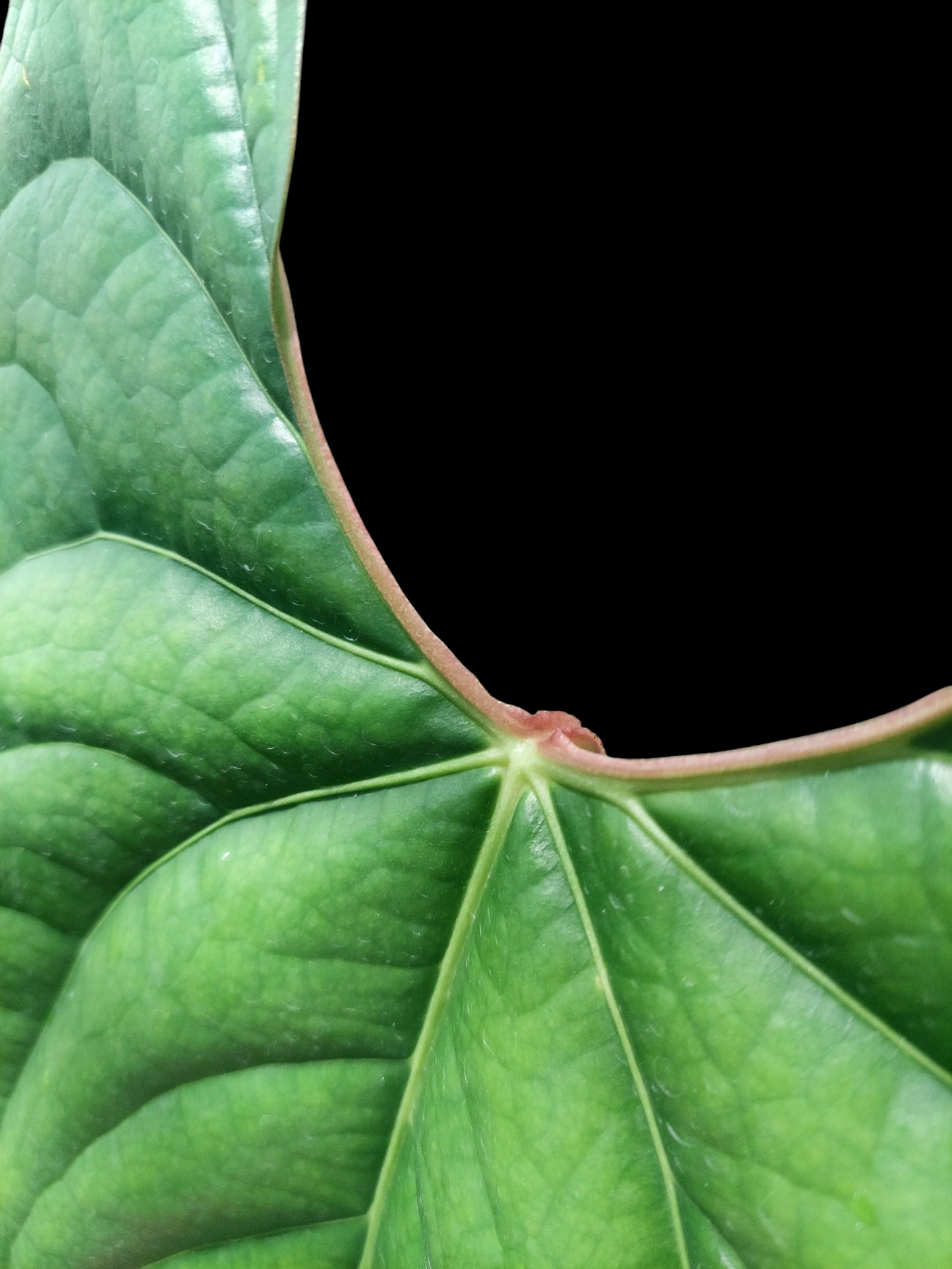 Anthurium sp. 'Iquitos' BIG PLANT' (EXACT PLANT)