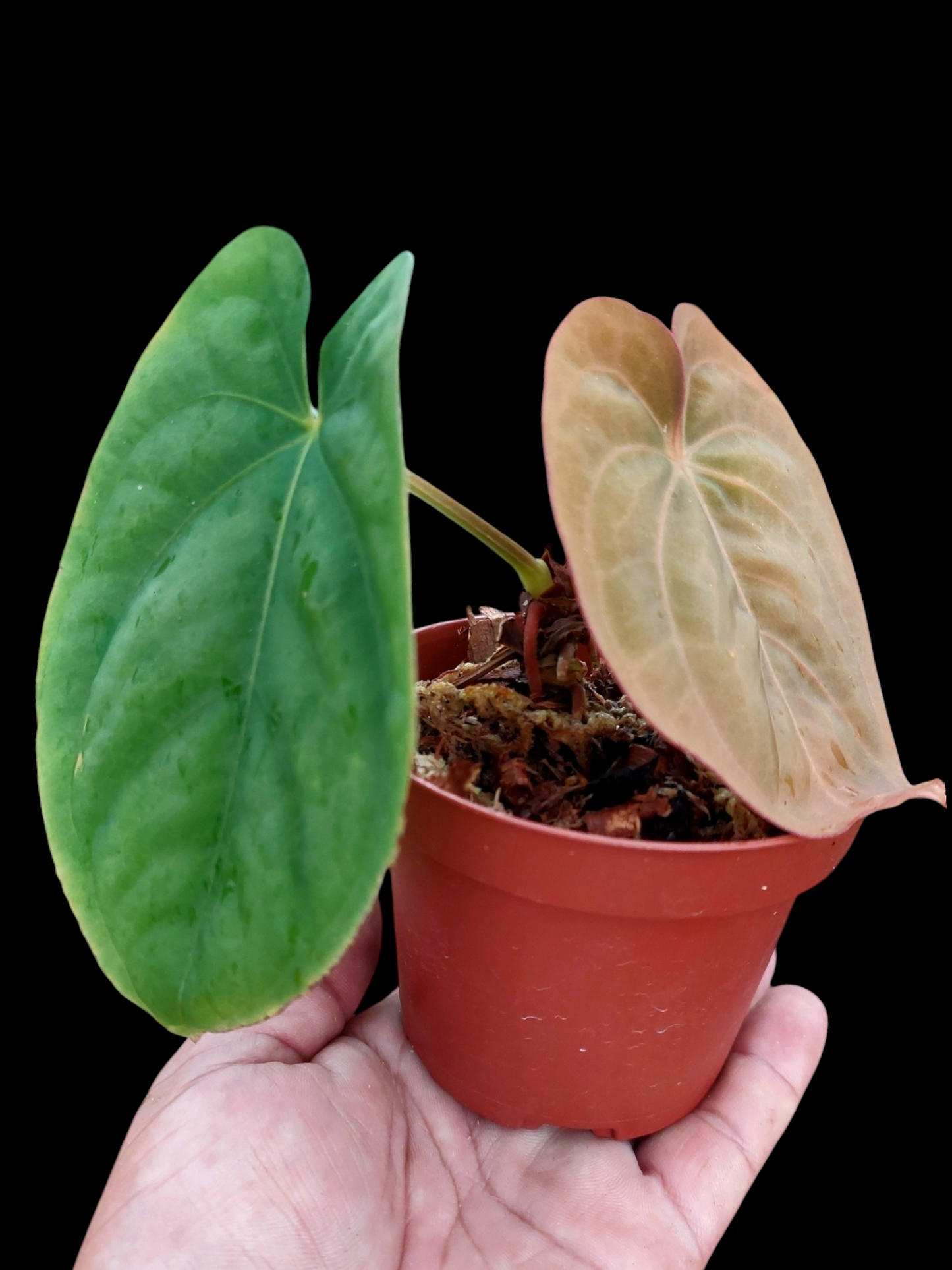 Anthurium Dressleri 'San Blas' with 2 Leaves (EXACT PLANT)