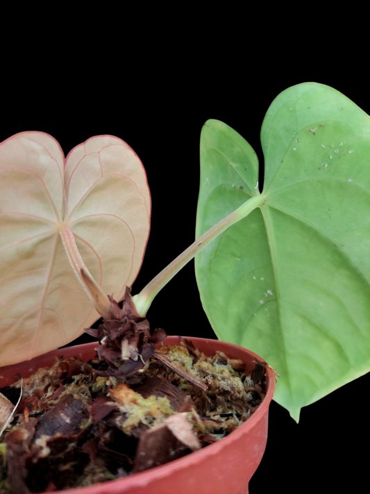 Anthurium Dressleri 'San Blas' with 2 Leaves (EXACT PLANT)