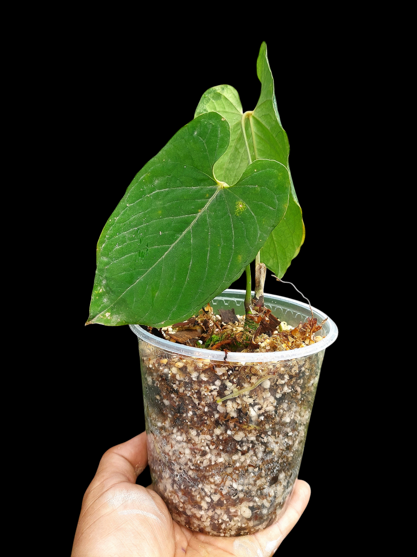 Anthurium Sp.'Purple' Velvet with 2 Leaves (EXACT PLANT)