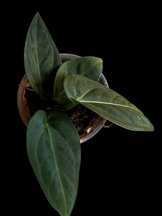 Anthurium Pulcachense Dark (EXACT PLANT)