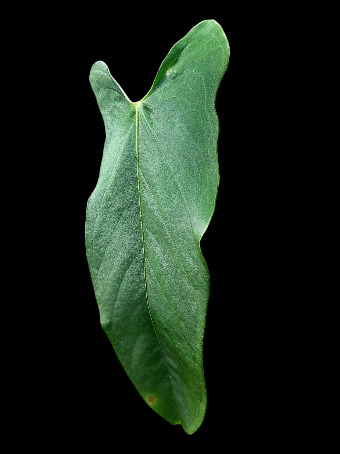 Anthurium Argyrostachyum 'Velvety' 2 Leaves Wild Ecotype (EXACT PLANT)