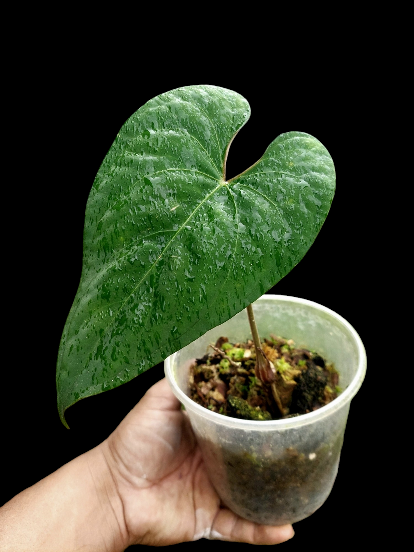 Anthurium sp. 'Huanuco Velvet' (EXACT PLANT)