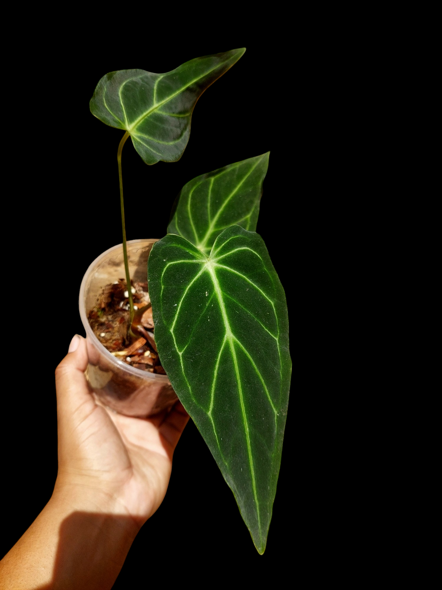 Anthurium sp. 'Velimflexus' with 3 Leaves (EXACT PLANT)