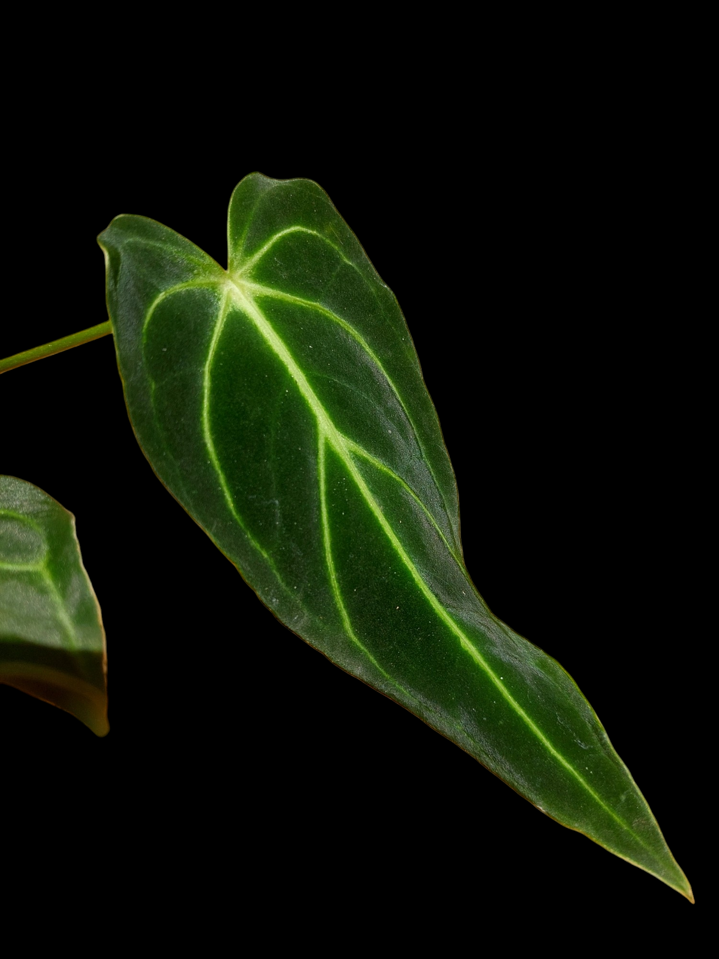 Anthurium sp. 'Velimflexus' with 3 Leaves (EXACT PLANT)