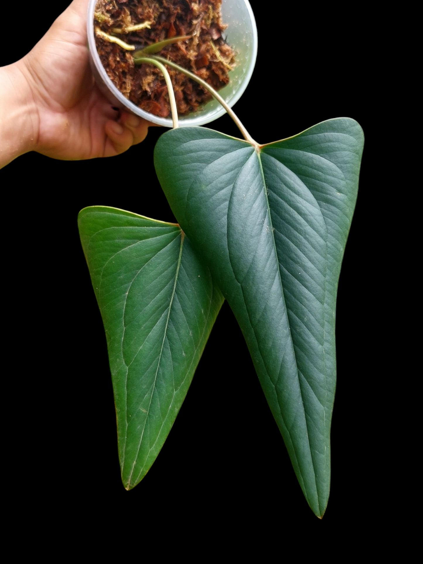 Anthurium sp. 'Indian arrow' 2 Leaves (EXACT PLANT)