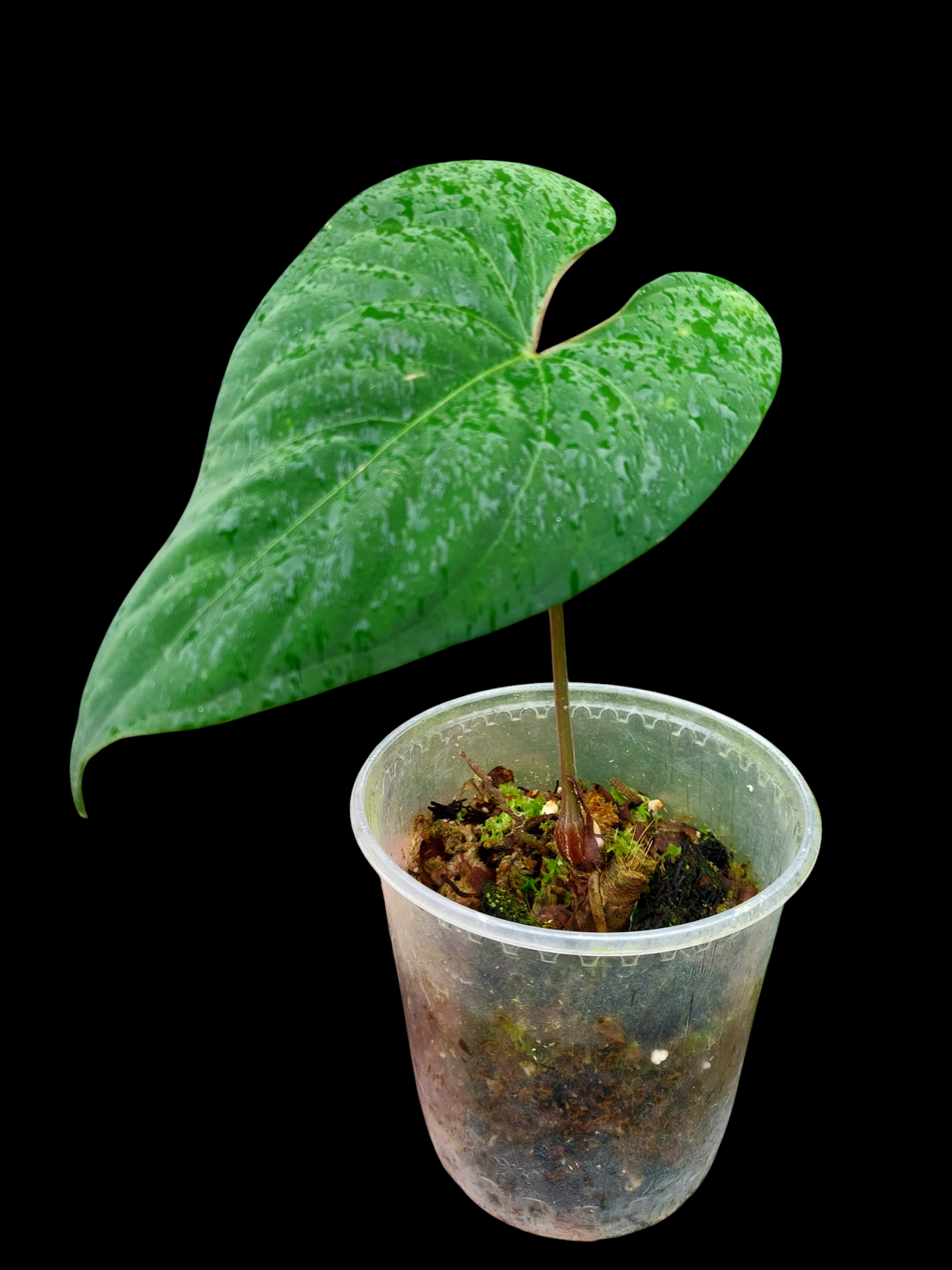 Anthurium sp. 'Huanuco Velvet' (EXACT PLANT)