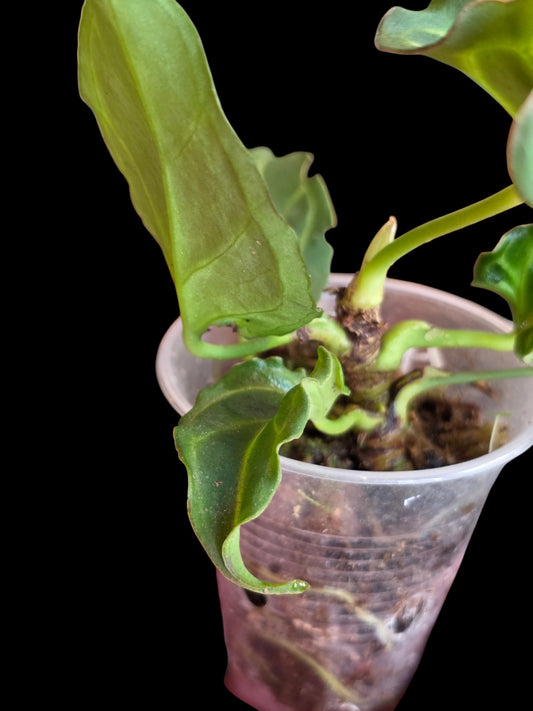 Anthurium Crystallinum 'Mutation' (EXACT PLANT)