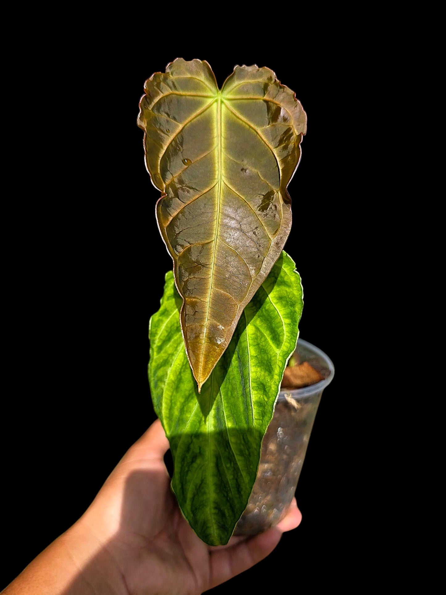 Anthurium sp. 'Andinum Lattice Crispus' Metamorphosis Phenotype (EXACT PLANT)