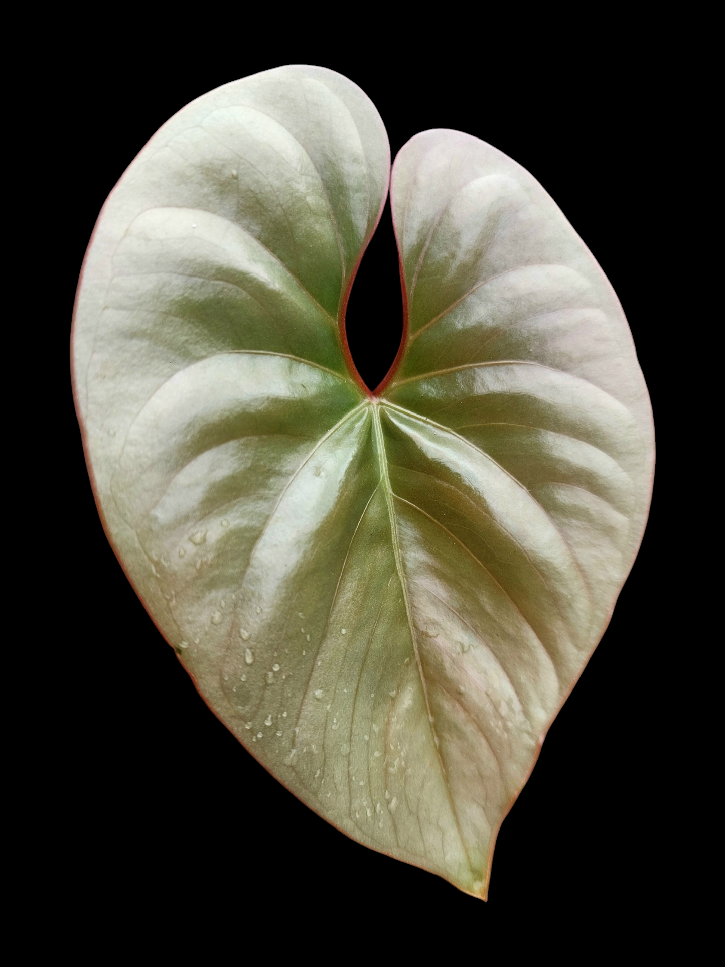 Anthurium sp. "Silver Peru" Rose Gold (EXACT PLANT)