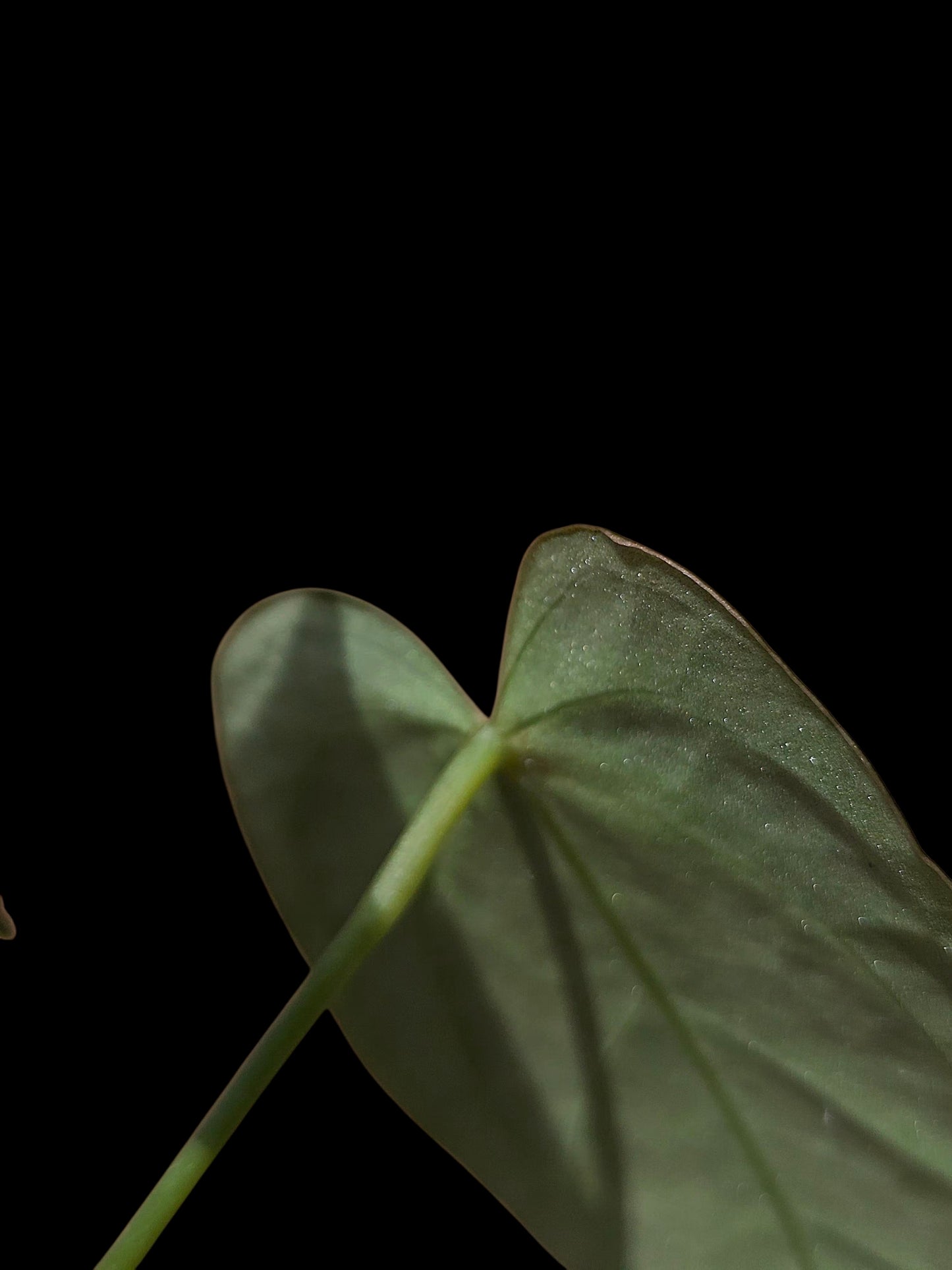 Anthurium Regale X Magnificum (EXACT PLANT)