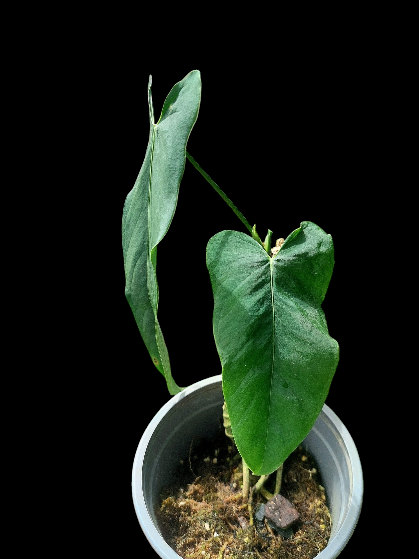 Anthurium Argyrostachyum 'Velvety' 2 Leaves Wild Ecotype (EXACT PLANT)