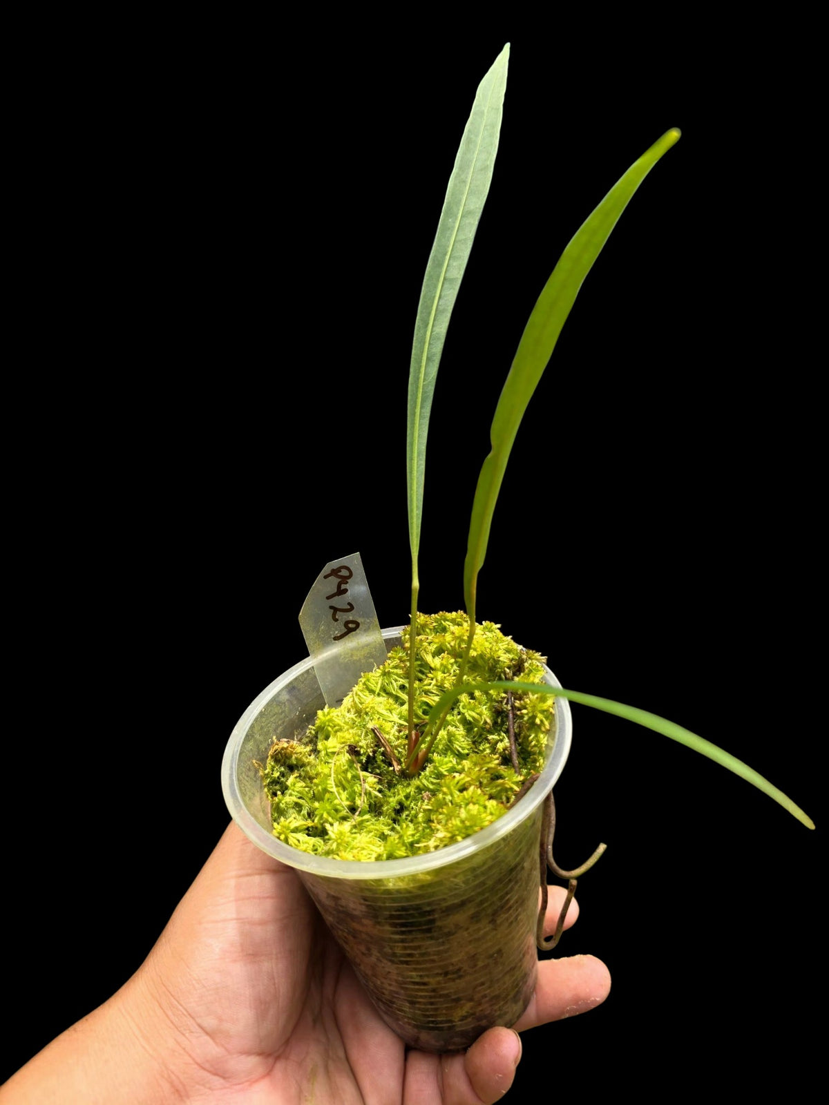 Anthurium friedrichsthalii (EXACT PLANT)