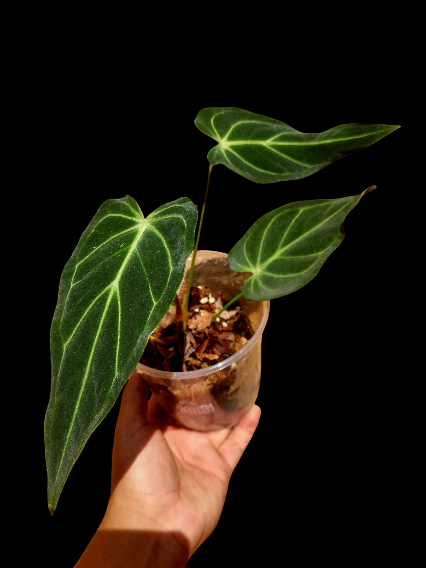 Anthurium sp. 'Velimflexus' with 3 Leaves (EXACT PLANT)