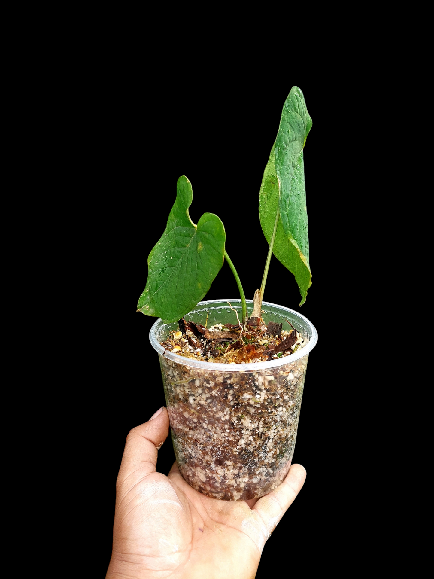 Anthurium Sp.'Purple' Velvet with 2 Leaves (EXACT PLANT)