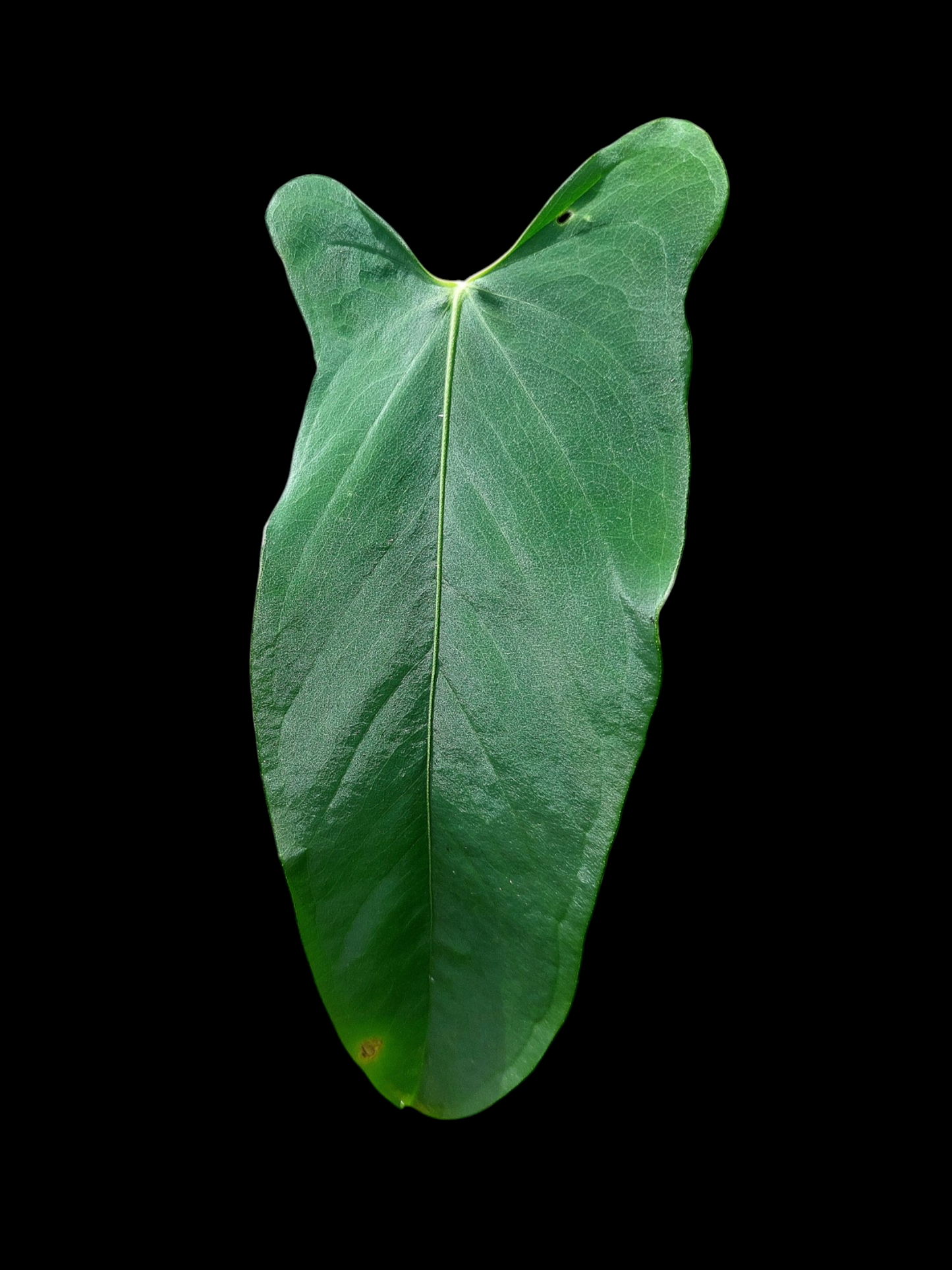 Anthurium Argyrostachyum 'Velvety' 2 Leaves Wild Ecotype (EXACT PLANT)