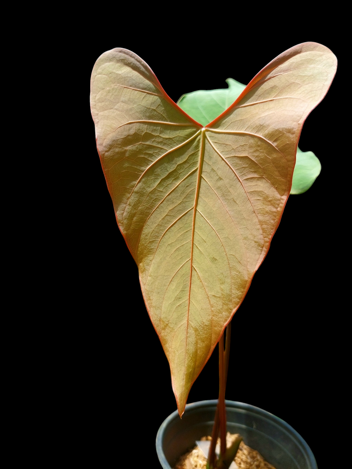 Anthurium carpishense Croat & Lingán Ch. BIG PLANT (EXACT PLANT)