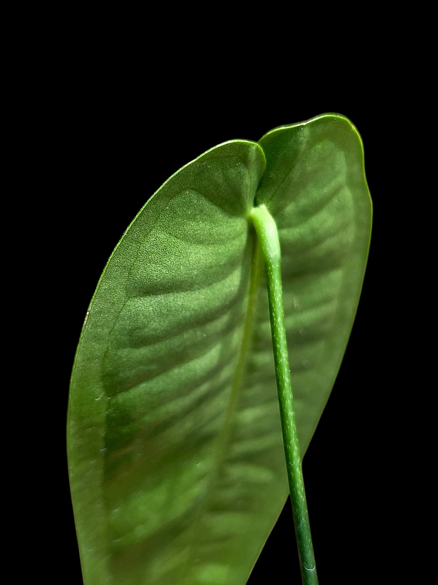 Anthurium Timplowmani Wild Ecotype (EXACT PLANT)