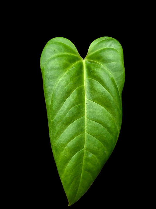 Anthurium sp. "Cachiyaquense" with 2 Leaves (EXACT PLANT)