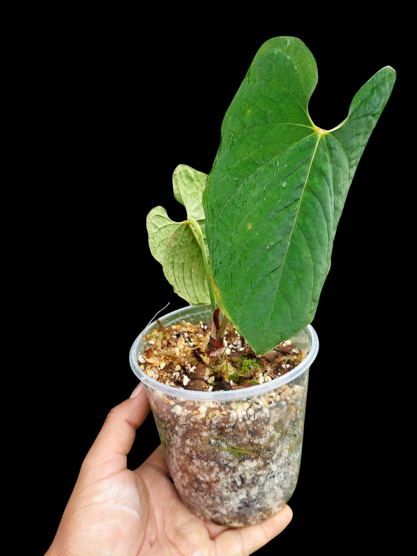 Anthurium Sp.'Purple' Velvet with 2 Leaves (EXACT PLANT)