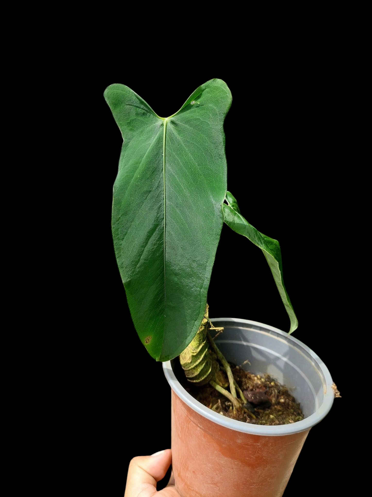 Anthurium Argyrostachyum 'Velvety' 2 Leaves Wild Ecotype (EXACT PLANT)