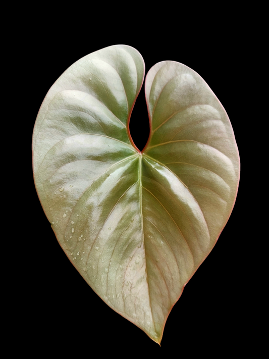 Anthurium sp. "Silver Peru" Rose Gold (EXACT PLANT)