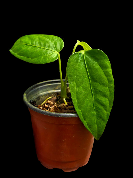 Anthurium sp. 'Cachiyacu Velvet' Wild Ecotype (EXACT PLANT)