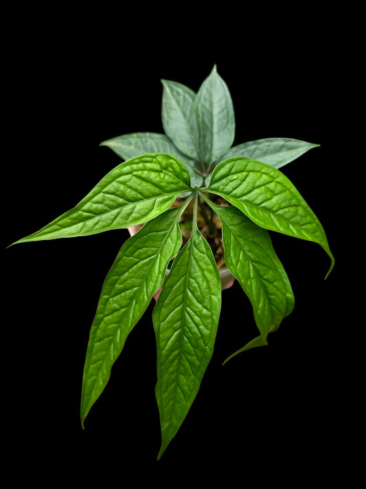 Anthurium sp. 'Abiseo Silver Fingers' (EXACT PLANT)