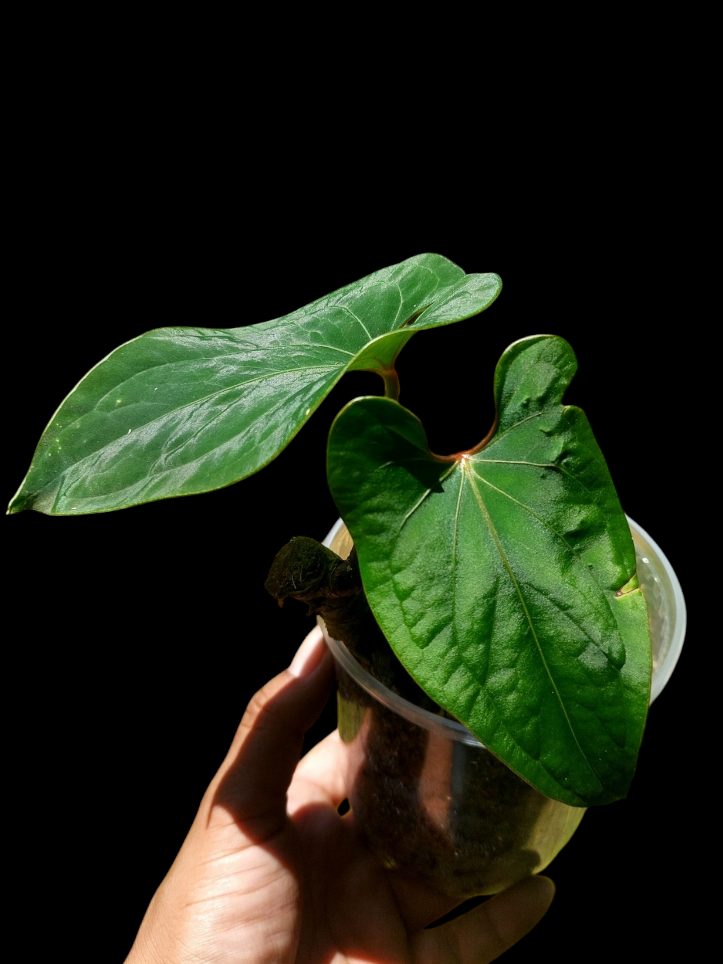 Anthurium sp. 'Huanuco Velvet' with 2 Leaves (EXACT PLANT)