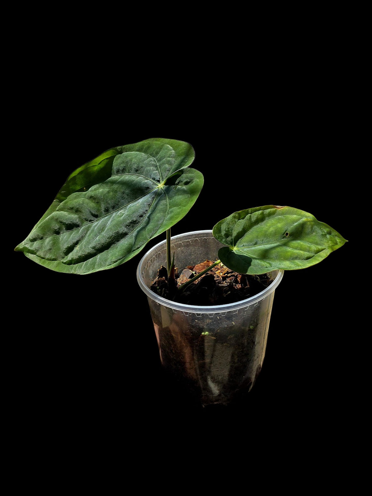 Anthurium Dressleri 'Rio Guanche' Wild Ecotype (EXACT PLANT)