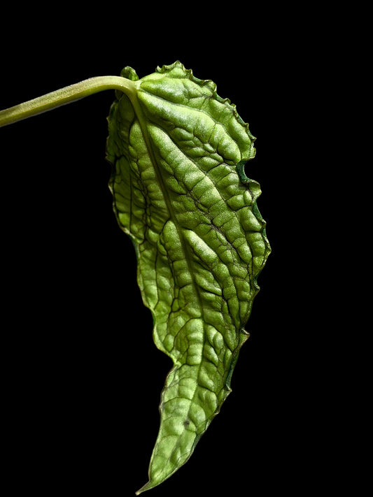 Anthurium sp. 'Andinum Lattice Crispus' Metamorphosis Phenotype (EXACT PLANT)