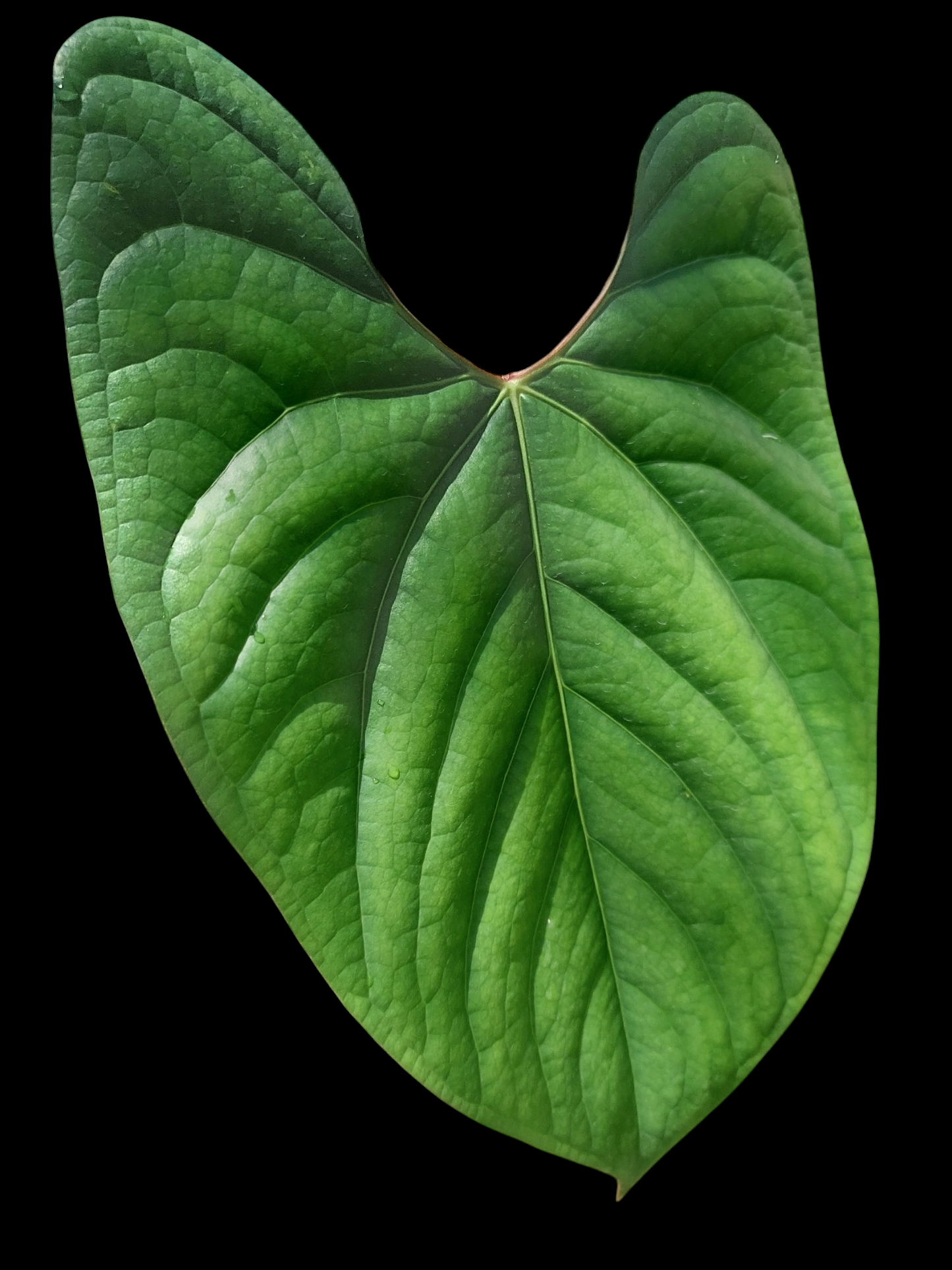 Anthurium sp. 'Iquitos' BIG PLANT' (EXACT PLANT)
