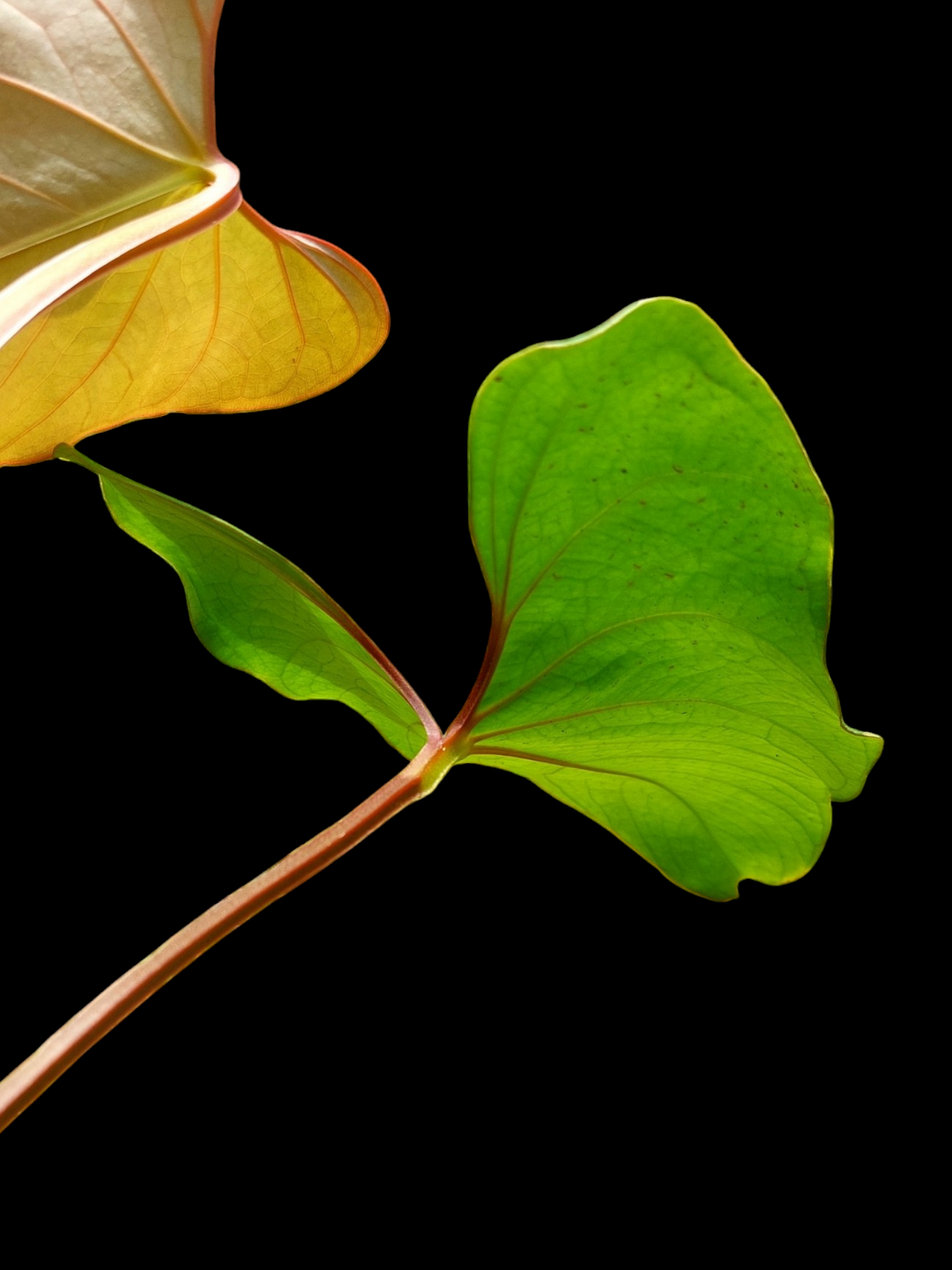 Anthurium carpishense Croat & Lingán Ch. BIG PLANT (EXACT PLANT)