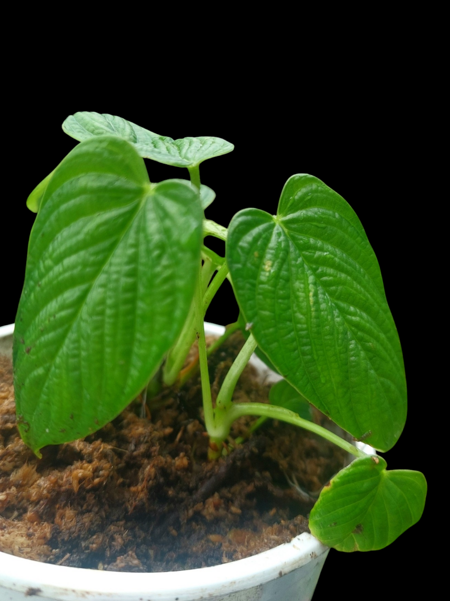 Philodendron Lynnhannoniae Small Size (EXACT PLANT)