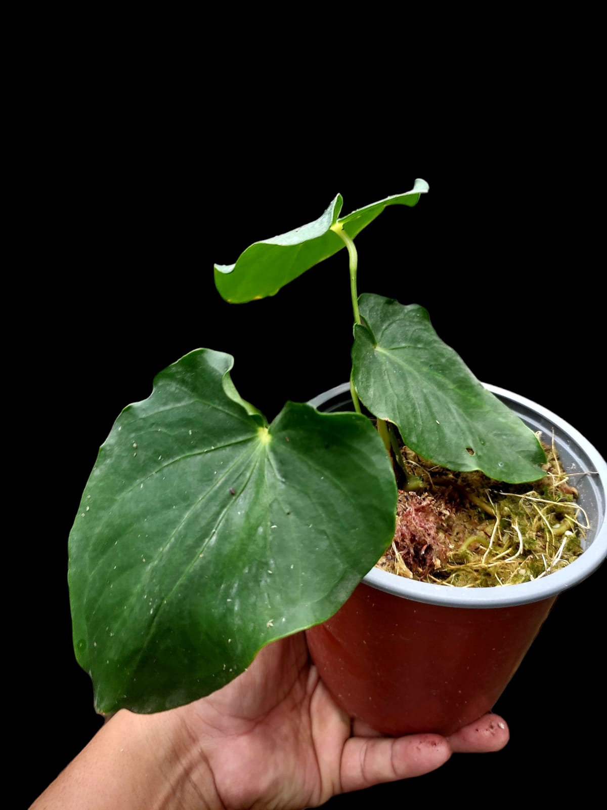 Anthurium sp. "Cumbaza" (EXACT PLANT: Shown in Last Image of Gallery)