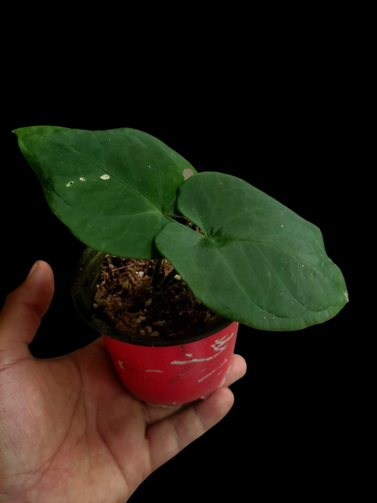 Anthurium Kunayalense Ecotypes (EXACT PLANT)