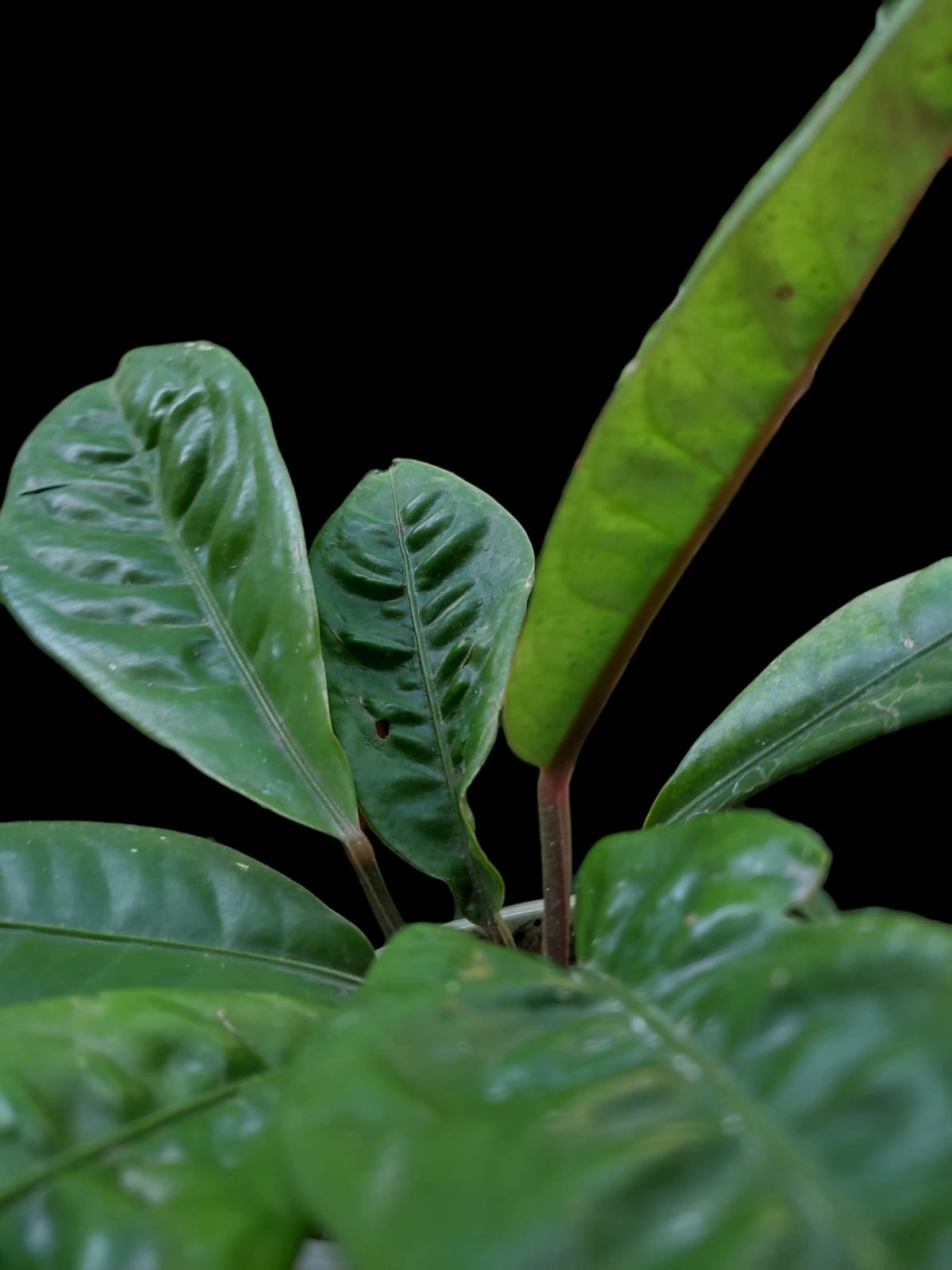 Anthurium Willifordi aff (EXACT PLANT)
