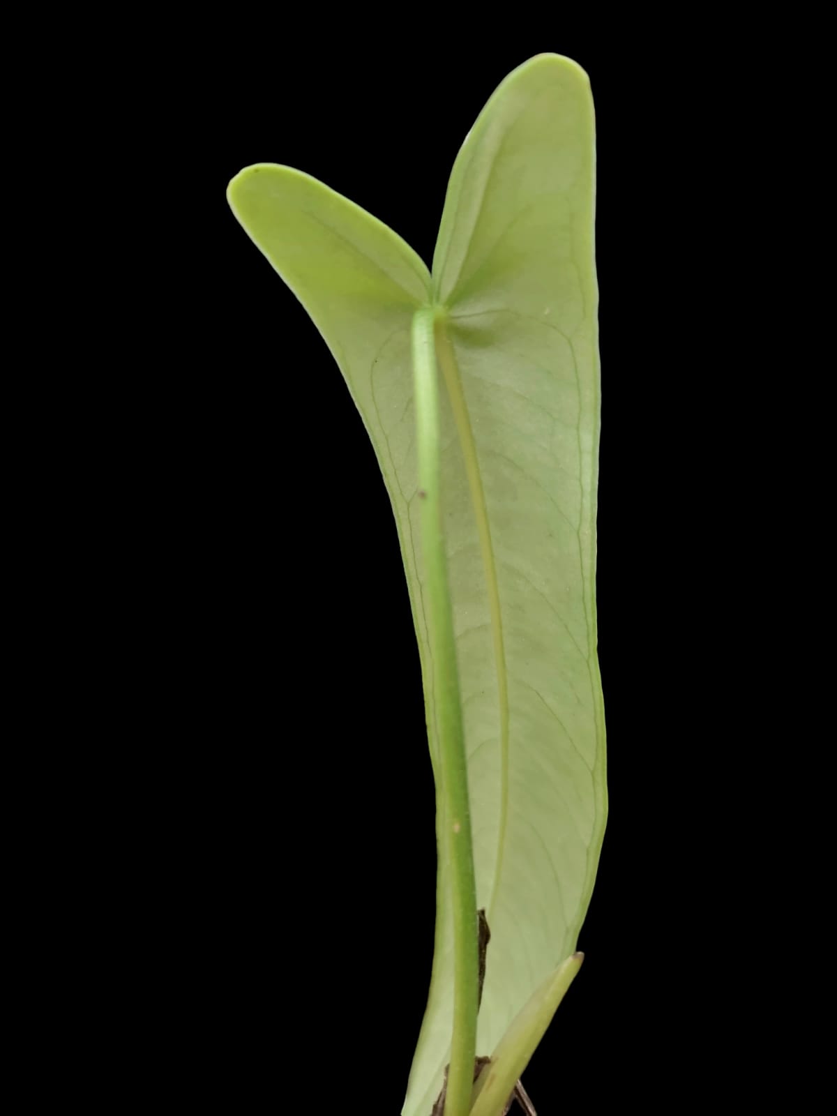 Anthurium Josei Narrow Form (EXACT PLANT)