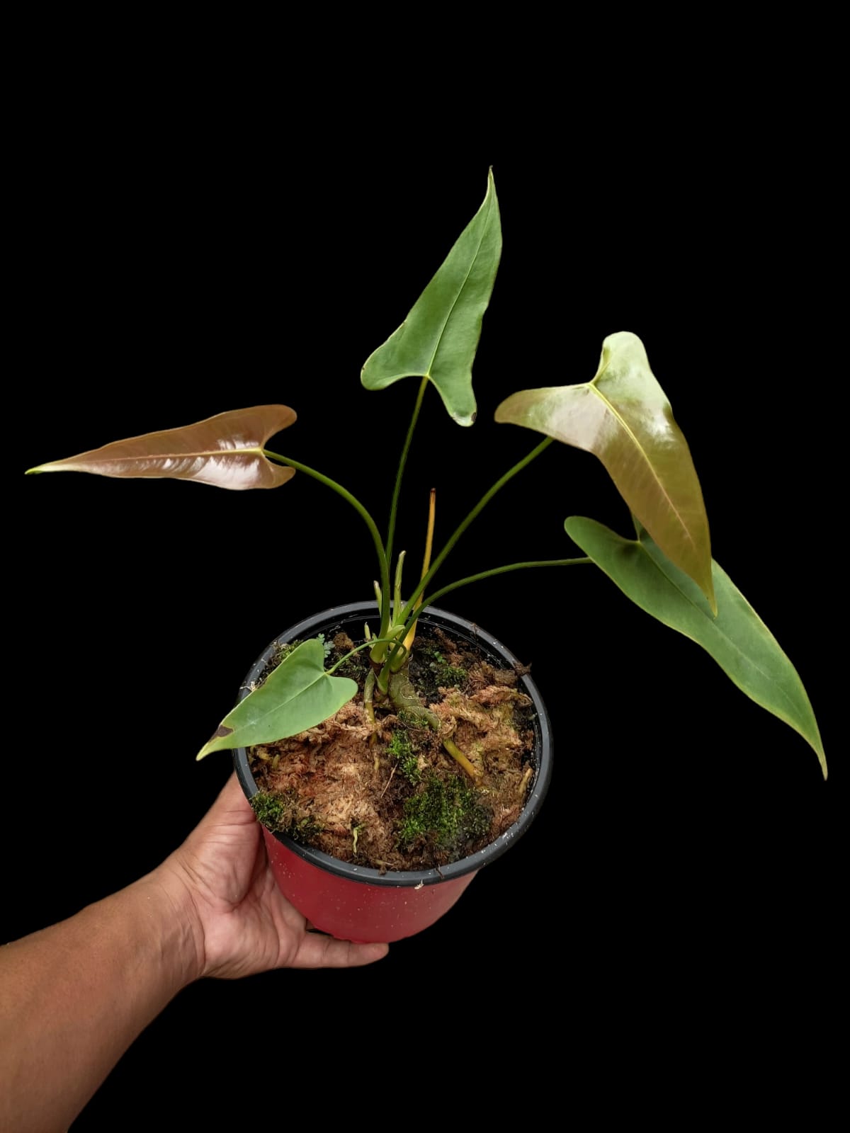 Anthurium Longissimilobum (EXACT PLANT)