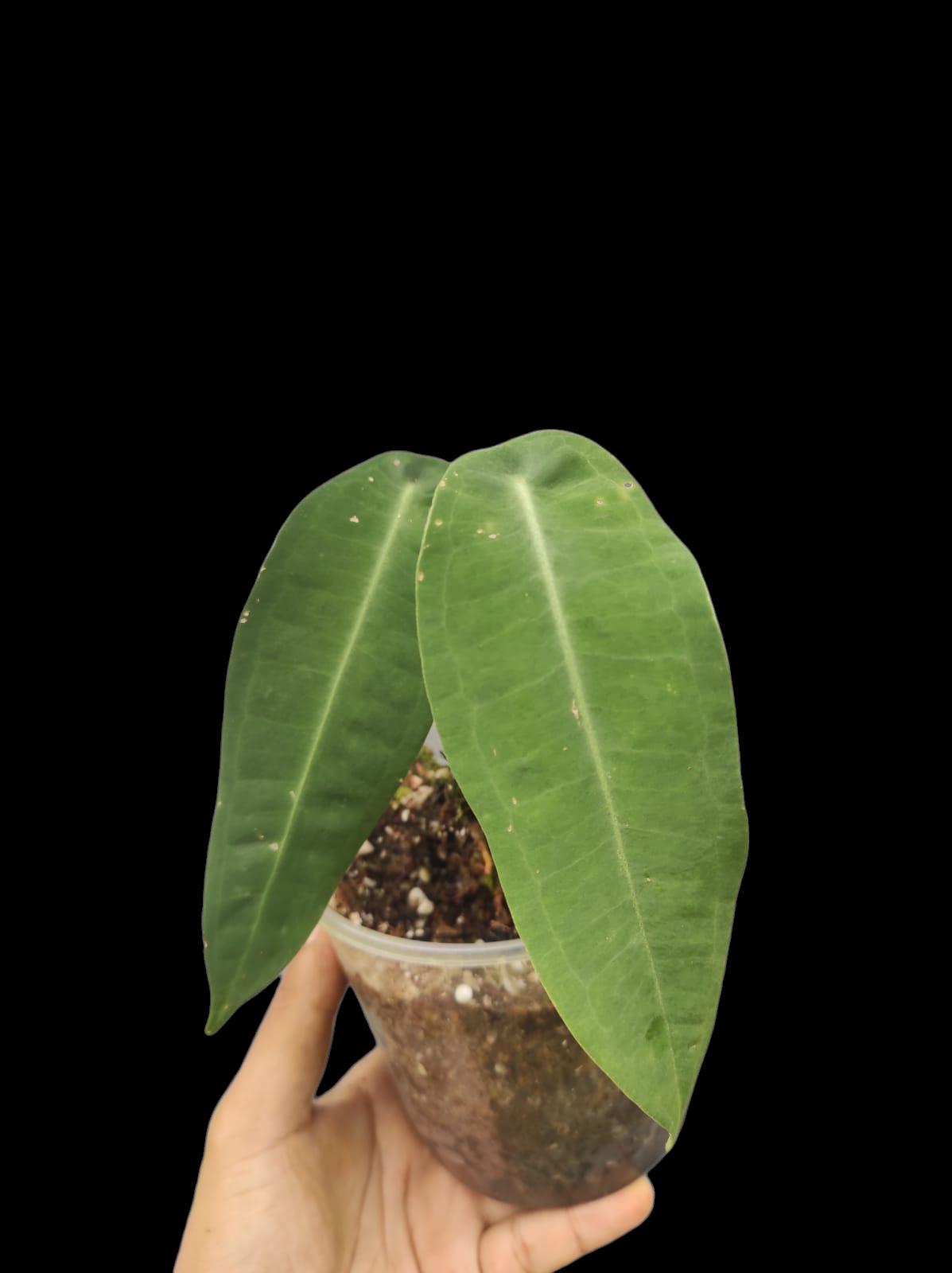 Anthurium sp. "Little Ghost" Wild Ecotype with 2 Leaves (EXACT PLANT)