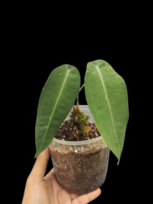Anthurium sp. "Little Ghost" Wild Ecotype with 2 Leaves (EXACT PLANT)