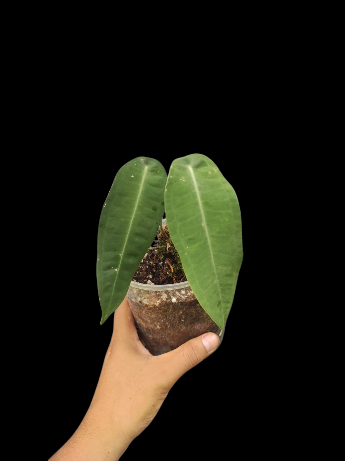 Anthurium sp. "Little Ghost" Wild Ecotype with 2 Leaves (EXACT PLANT)