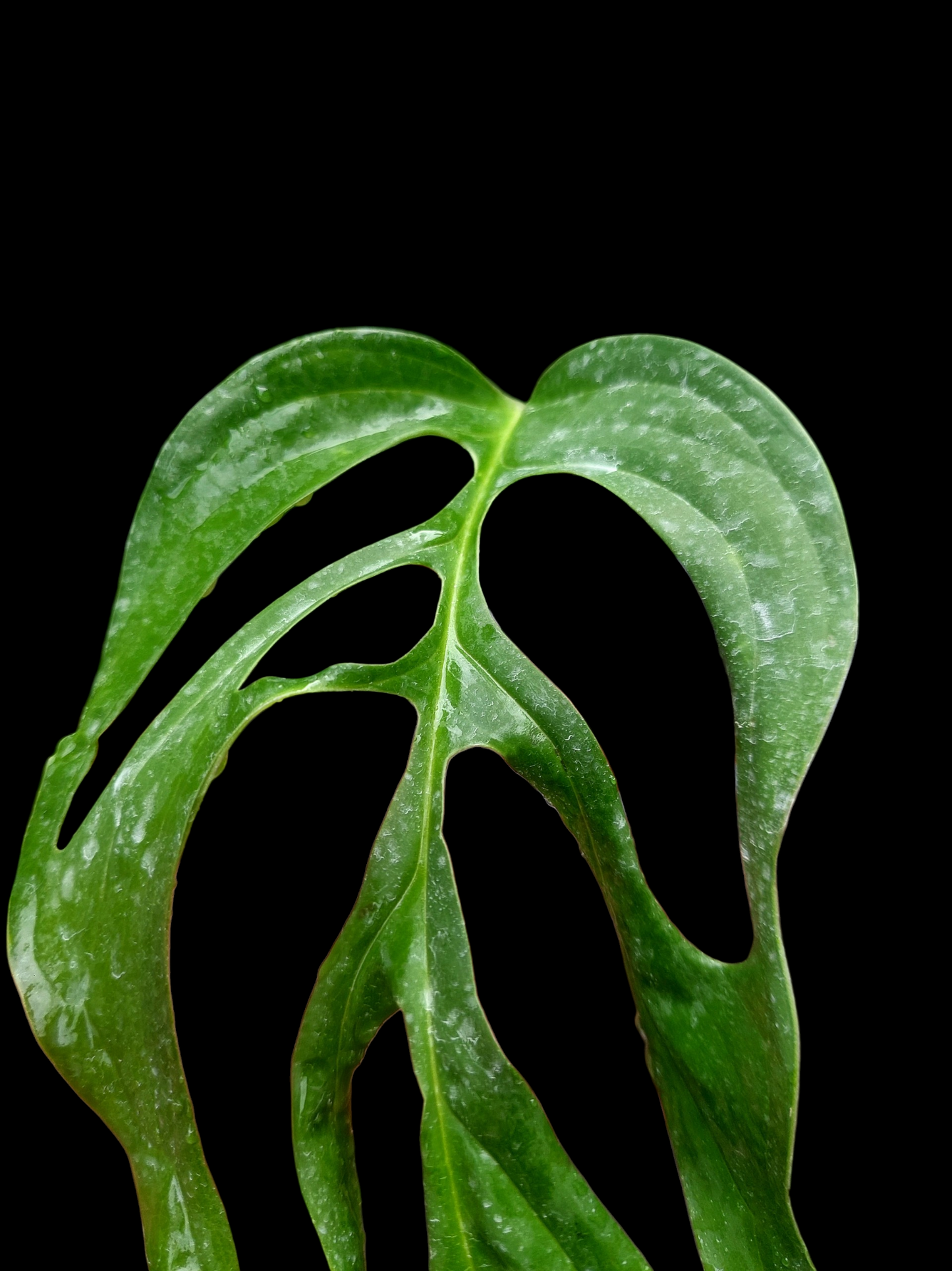 Monstera sp. 'Gracilis Loreto' (EXACT PLANT)